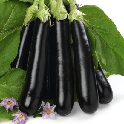 Picture of Aubergine Giralda F1